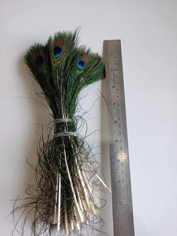 Peacock Feather Big
